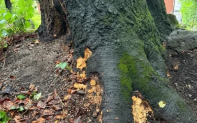 Fällung einer kranken Rotbuche